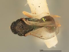 Sympiesis marilandia by the Smithsonian. Used under a CC0 license.