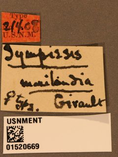 Sympiesis marilandia by the Smithsonian. Used under a CC0 license.