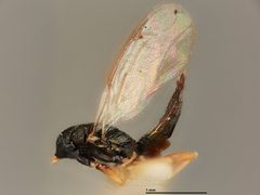 Sympiesis marilandia by the Smithsonian. Used under a CC0 license.