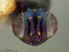 Sympiesis nigrifemora by the Smithsonian. Used under a CC0 license.