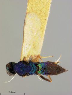 Sympiesis nigrifemora by the Smithsonian. Used under a CC0 license.