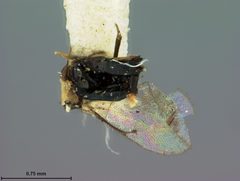 Tetrastichus anthracinus by the Smithsonian. Used under a CC0 license.