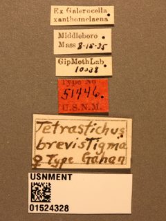 Tetrastichus brevistigma by the Smithsonian. Used under a CC0 license.