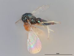 Tetrastichus euplectri by the Smithsonian. Used under a CC0 license.