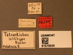 Tetrastichus ichthyus by the Smithsonian. Used under a CC0 license.