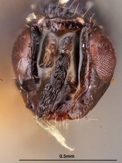 Tetrastichus lissus by the Smithsonian. Used under a CC0 license.