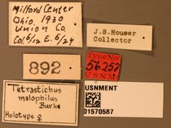 Tetrastichus malophilus by the Smithsonian. Used under a CC0 license.