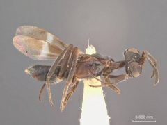 Anastatus furnissi by the Smithsonian. Used under a CC0 license.