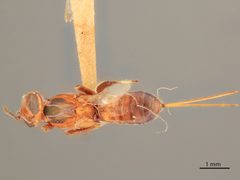 Anastatus laticeps by the Smithsonian. Used under a CC0 license.