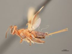 Anastatus laticeps by the Smithsonian. Used under a CC0 license.