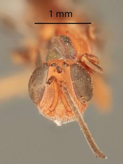 Anastatus laticeps by the Smithsonian. Used under a CC0 license.