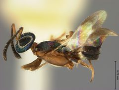 Anastatus pearsalli by the Smithsonian. Used under a CC0 license.