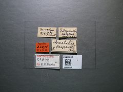 Anastatus pearsalli by the Smithsonian. Used under a CC0 license.