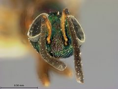 Anastatus pearsalli by the Smithsonian. Used under a CC0 license.