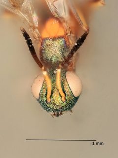 Anastatus semiflavidus by the Smithsonian. Used under a CC0 license.