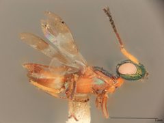 Anastatus semiflavidus by the Smithsonian. Used under a CC0 license.