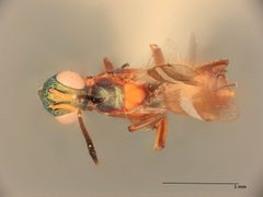 Anastatus semiflavidus by the Smithsonian. Used under a CC0 license.