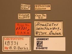 Anastatus semiflavidus by the Smithsonian. Used under a CC0 license.
