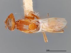 Arachnophaga abstrusa by the Smithsonian. Used under a CC0 license.