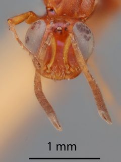 Arachnophaga ferruginea by the Smithsonian. Used under a CC0 license.