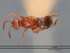 Arachnophaga ferruginea by the Smithsonian. Used under a CC0 license.