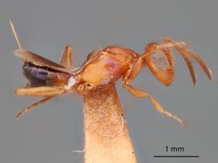 Arachnophaga ferruginea by the Smithsonian. Used under a CC0 license.