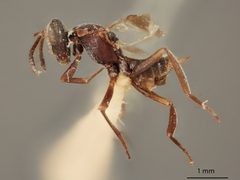 Arachnophaga opaca by the Smithsonian. Used under a CC0 license.