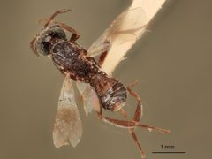 Arachnophaga opaca by the Smithsonian. Used under a CC0 license.