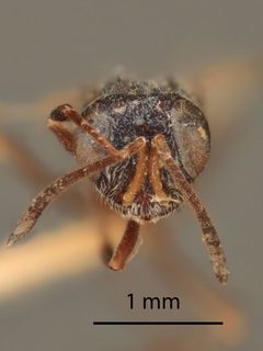Arachnophaga opaca by the Smithsonian. Used under a CC0 license.