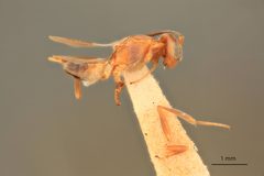 Arachnophaga scutata by the Smithsonian. Used under a CC0 license.