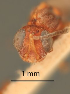 Arachnophaga scutata by the Smithsonian. Used under a CC0 license.