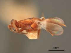 Arachnophaga scutata by the Smithsonian. Used under a CC0 license.