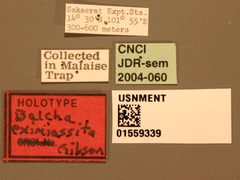 Balcha eximiassita by the Smithsonian. Used under a CC0 license.