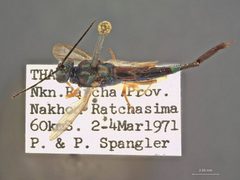 Balcha eximiassita by the Smithsonian. Used under a CC0 license.