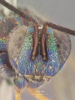 Balcha eximiassita by the Smithsonian. Used under a CC0 license.