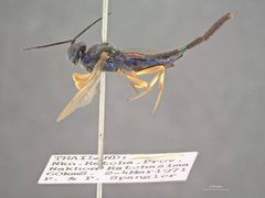 Balcha eximiassita by the Smithsonian. Used under a CC0 license.