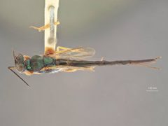 Balcha punctiscutum by the Smithsonian. Used under a CC0 license.