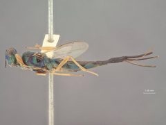 Balcha punctiscutum by the Smithsonian. Used under a CC0 license.