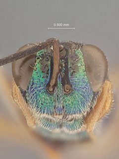 Balcha punctiscutum by the Smithsonian. Used under a CC0 license.