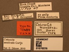 Calosota montana by the Smithsonian. Used under a CC0 license.