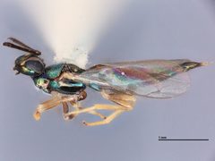 Calosota pseudotsugae by the Smithsonian. Used under a CC0 license.