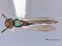 Calosota pseudotsugae by the Smithsonian. Used under a CC0 license.