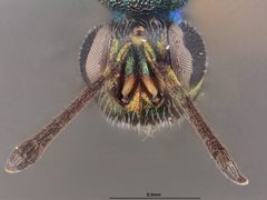 Calosota pseudotsugae by the Smithsonian. Used under a CC0 license.