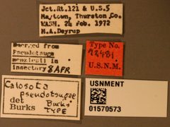 Calosota pseudotsugae by the Smithsonian. Used under a CC0 license.
