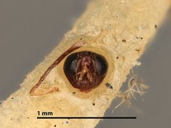 Eupelmus biguttus by the Smithsonian. Used under a CC0 license.