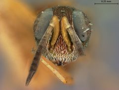 Eupelmus flavovariegatus by the Smithsonian. Used under a CC0 license.