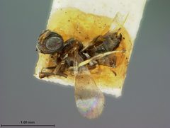 Eupelmus gemmarii by the Smithsonian. Used under a CC0 license.