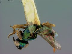 Eupelmus hawaiiensis by the Smithsonian. Used under a CC0 license.