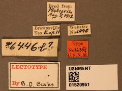 Eupelmus metiori by the Smithsonian. Used under a CC0 license.