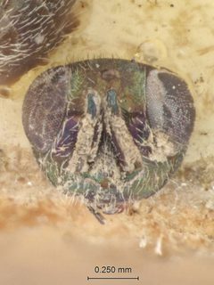 Eupelmus pini by the Smithsonian. Used under a CC0 license.